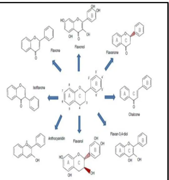 Figure 08 : Les structures chimiques des principales familles des flavonoïdes (Laraba et  al., 2016)