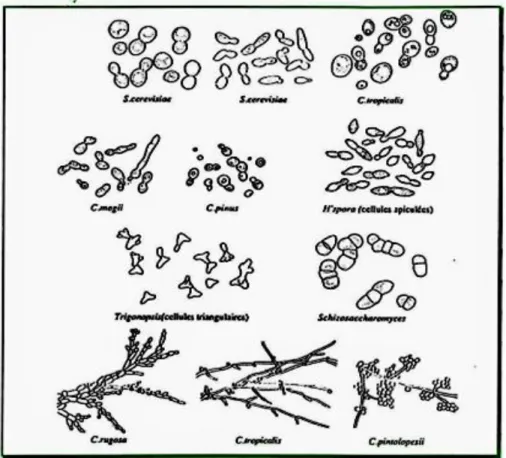 Figure 01: Morphologie des cellules de levure et des mycéliums (Leveau et Bouix, 1993)