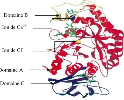 Figure 04: Structure tridimensionnelle de l'α-amylase:  domaine A en rouge, domaine B en  jaune et domaine C en pourpre