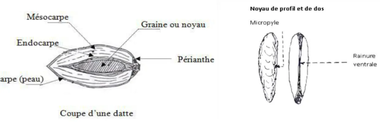 Figure 05: Schéma d'une datte et de son noyau  (Djoudi, 2013). 