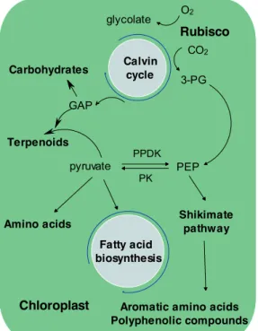 Figure 1.7. General scheme of fixed carbon transformation into building blocks molecules  and final products