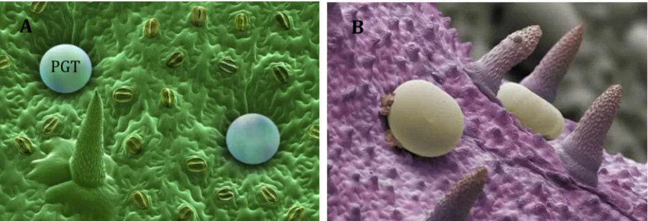 Figure  1.9.  (A)  and  (B):  Scanning  electron  microscope  pictures  of  the  surface  of  Mentha  piperita  leaf  (B: 