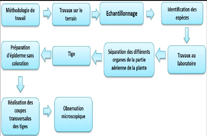 Figure 11 : Schéma descriptif de la méthodologie de travail 