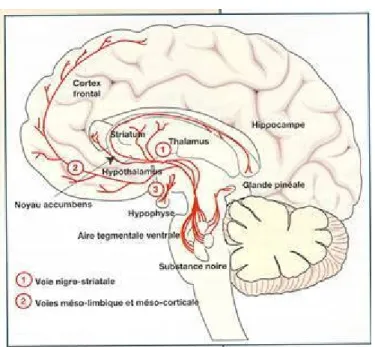 Figure 1 : Les voies dopaminergiques à neurones longs 