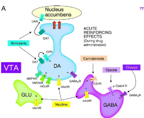Figure  5  :  Modes  d’action  des  drogues.  Les  psychostimulants  (amphétamine  et  cocaïne)  interagissent avec le transporteur de la dopamine pour élever les concentrations de dopamine  extracellulaires dans le noyau accumbens