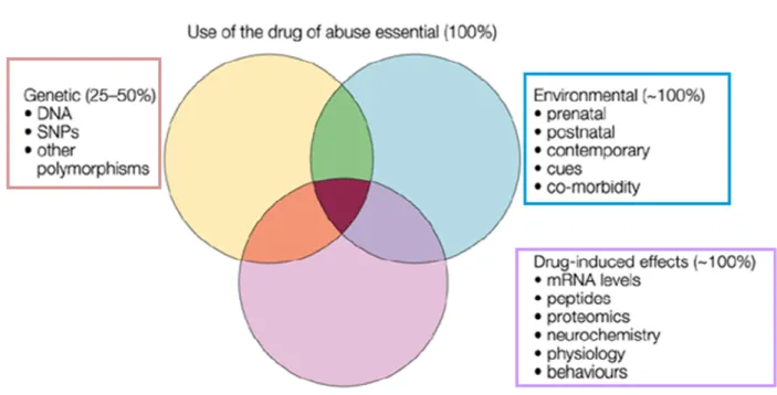 Figure  9 :  Contribution  des  facteurs  génétiques,  environnementaux  et  associés  à  la  drogue  dans  le  développement    de  l’addiction  (Kreek  et  al,  2002)