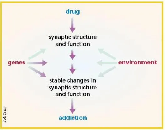Figure 10 : L’interaction entre les facteurs génétiques, environnementaux et associés à la prise  des  drogues  participant  au  développement  de  l’addiction