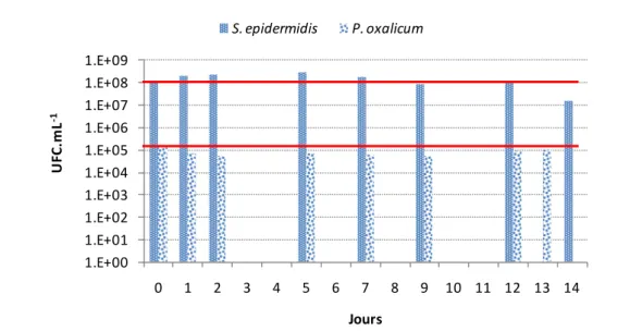 Figure II- 4. Evolution au cours du temps de la cultivabilité de S. epidermidis et P. oxalicum en suspension  lors de leur conservation à + 4°C