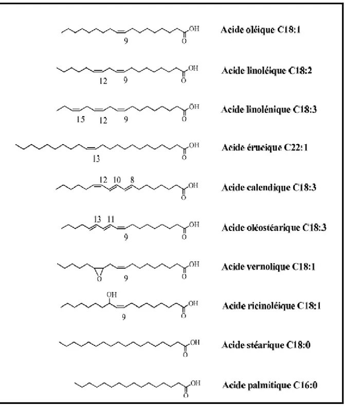 Figure 09 : Représentation des différents acides gras (Boyer, 2010). 