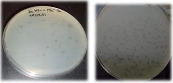 Figure 2.5. Coliphage MS2 plaques by double layer agar on TYG agar media  