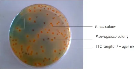 Figure 3.26. Colonies of E.coli and P.aeruginoa on TTC7 agar media  3.2.3.3. Enterococcus faecalis : 
