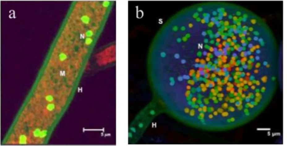 Figure 1-2: AMF are coenocytic and multinucleate  a) typical AMF coenocytic hyphae (H) that lack septa with  nuclei  (N:  green  dots)  and  mitochondria  (M:  red  dots)  b)  a  live  AMF  multinucleate  spore  (S)