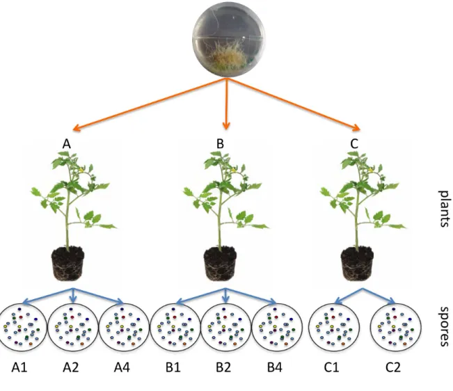 Figure  3-1  Diagram  of  the  experimental  setup  showing  three  parent  spores  taken  from  a  single  isolate  of  G