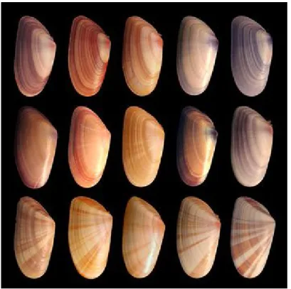 Figure 1 : Donax variabilis, une même espèce, de multiples apparences ou phénotypes : classer ou singulariser ? Source : « Coquina variation 3 » de Debivort, Wikimedia commons, CC-BY-SA.