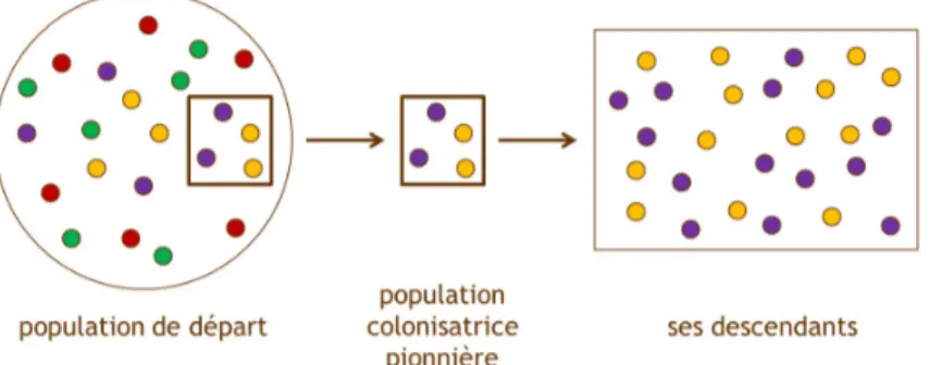 Figure 3 : L’« effet fondateur », exemple d’une dérive génétique. Les ronds colorés représentent les différents variants génétiques d’un même gène (allèles)