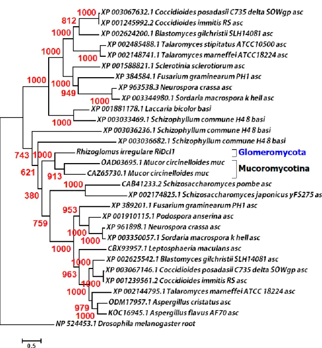 Figure 2.2. Phylogeny of three core proteins of RNAi system in AMF with other fungal  species