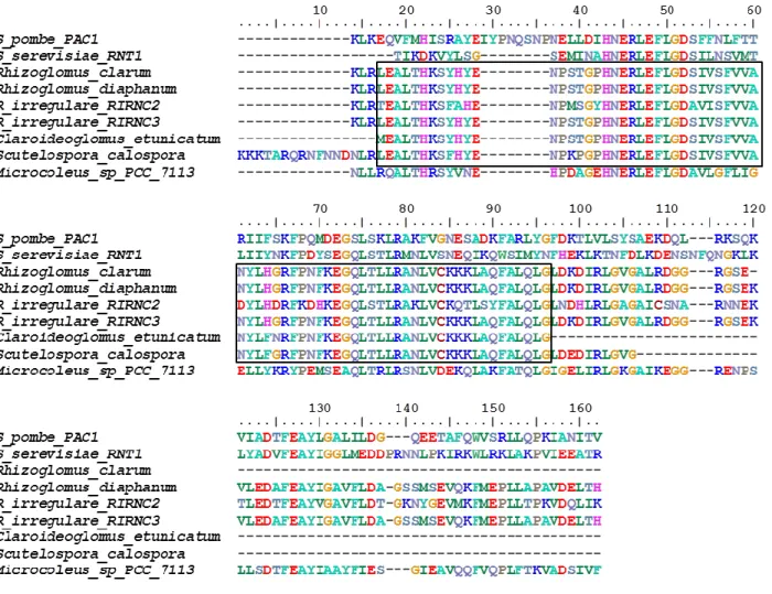 Figure  2.4.  Multiple  Sequence  Alignment  of  conserved  RIBOc  domain  from  class  I  ribonuclease III among Glomeromycota and cyanobacteria, comparing with those of the  protein  structurally  closest  eukaryotic  class  II  ribonuclease  III  from  