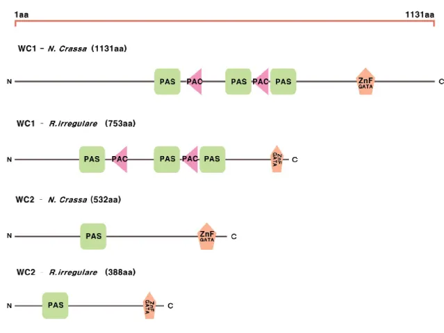 Figure 3.1. Domain structure of WC-1 and WC-2 proteins from Rhizoglomus irregulare  and N