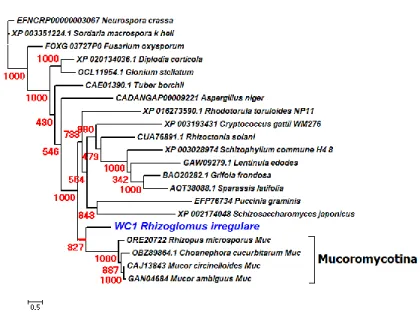 Figure 3.2 shows phylogenetic trees for WC-1 and WC-2 sequences from major fungal groups  including the Ascomycota, Basidiomycota and Mucoromycotina