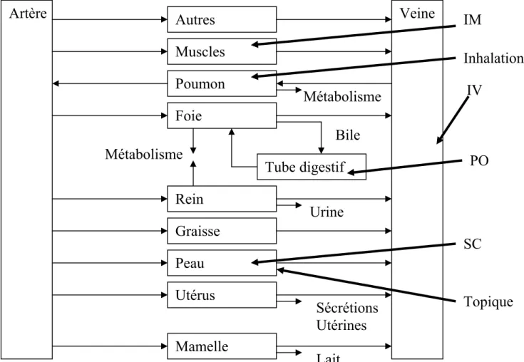 Figure 1.19. Diagramme schématique d’un modèle pharmacocinétique basé sur la physiologie d’une  femelle ovine en lactation (44) 