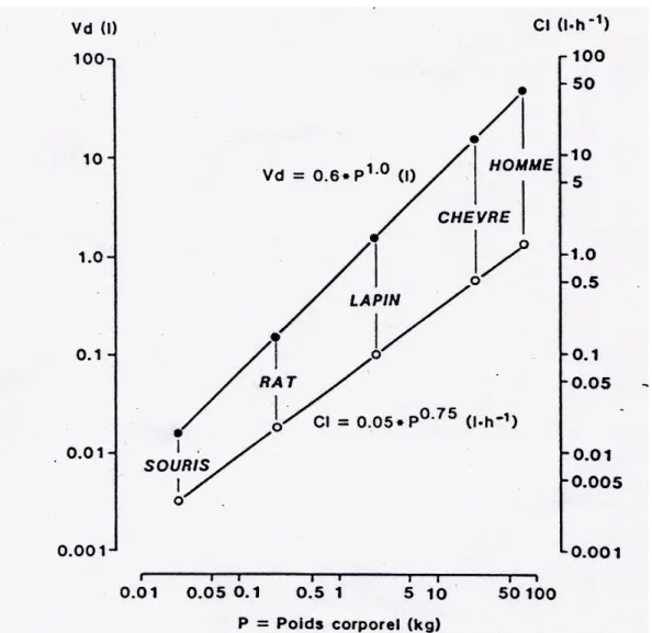 Figure 1.21. Représentation log-log de la relation allométrique du volume de  distribution (Vd) et de la clairance (Cl) pour un médicament hypothétique (16).