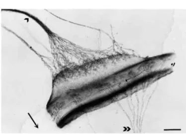 Figure 1.1  Une cellule composant l'organe électrique de décharge. Les têtes de èche indiquent les innervations de la cellule