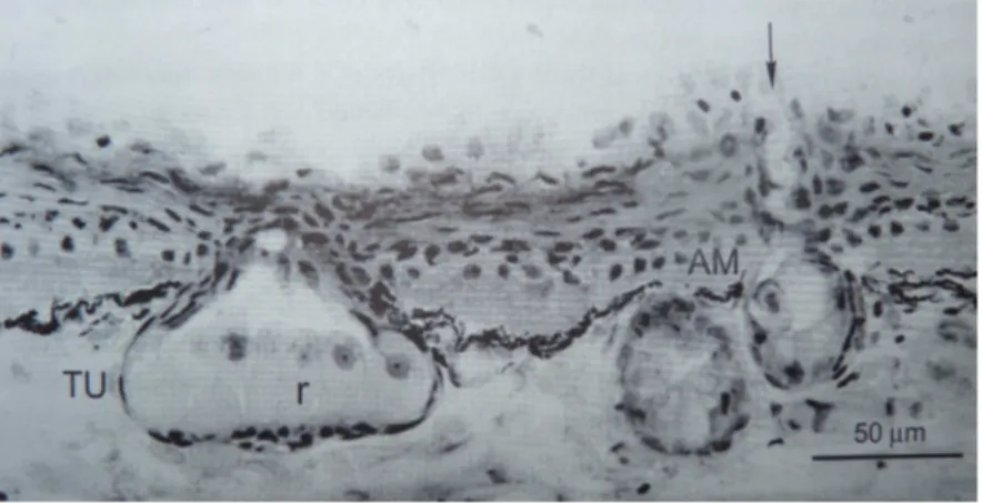 Figure 1.3  Un cliché pris à l'échelle micro-métrique tiré de [Bullock and Hopkins, 2005]