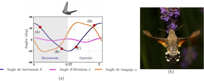 Figure 1.11  (a) Évolution temporelle de la inématique d'une aile de sphinx durant un