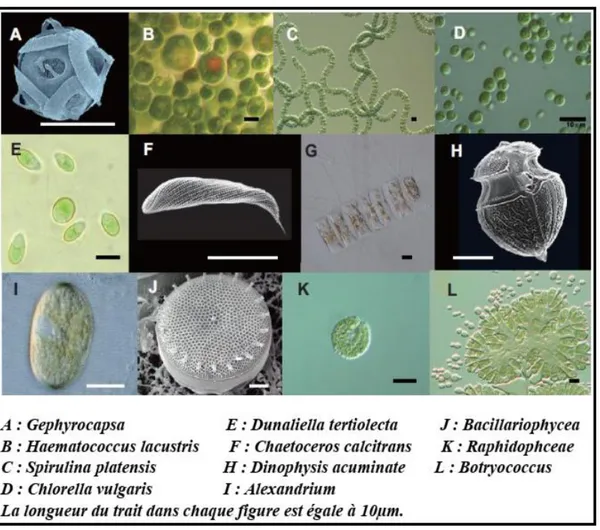 Figure 1: Diversité morphologique des microalgues (Sumi, 2009)  I-3.  Classification des microalgues  