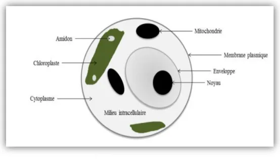 Figure 3 : Schéma d’une structure de microalgue unicellulaire   (Céline Dejoye ., 2018) 