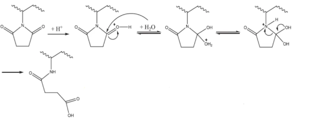 Figure 23 : Proposition de m écanisme pour l’ouverture  du succinimide par Hassouna et al., (2009)