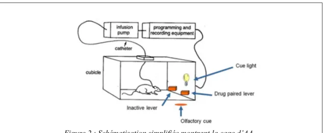 Figure 2 : Schématisation simplifiée montrant la cage d’AA. 