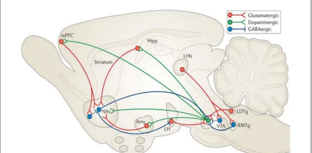Figure 6 : Schéma représentant les différentes structures du système mésocorticolimbique et leurs  projections