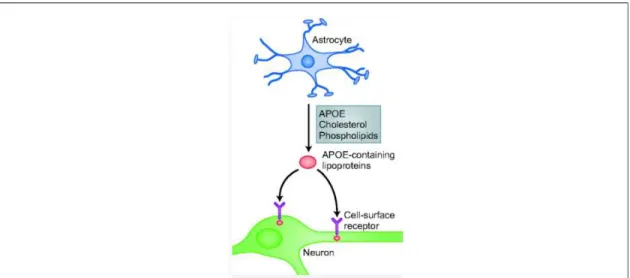 Figure 16 : Transport du cholestérol des astrocytes aux neurones par l'APOE. 
