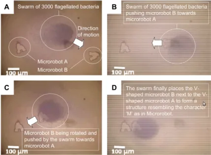 Figure 1.4 – Déplacement d’un micro-robot par un essaim de bactéries dirigées par le champ magnétique d’un IRM [MAM + 09].