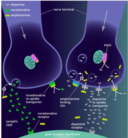 Figure 4: Mode d'action de l'amphétamine monoaminergique. 