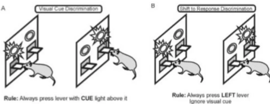 Figure 13: Attentional set Shifting.  