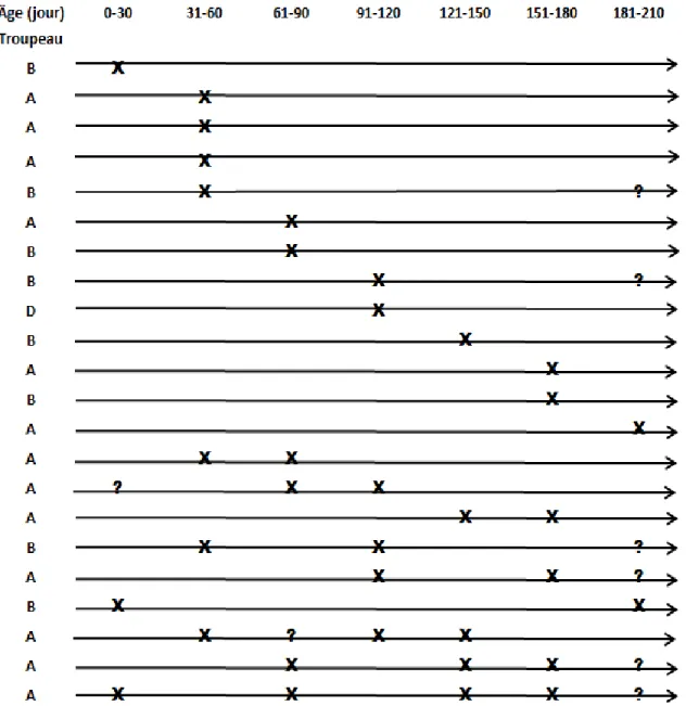 Figure 3 :  Répartition temporelle des résultats positifs en culture nasale chez les  génisses diagnostiquées excrétrices nasales de M