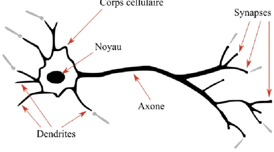 Figure II.1 Le neurone biologique 