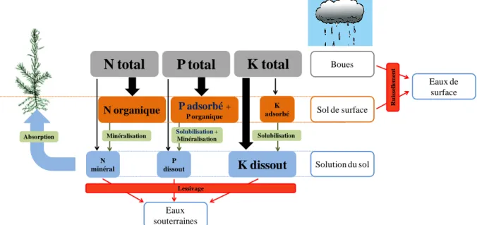 Figure 3 : Schéma illustratif du comportement et du devenir des éléments : N, P et K après épandage de boues