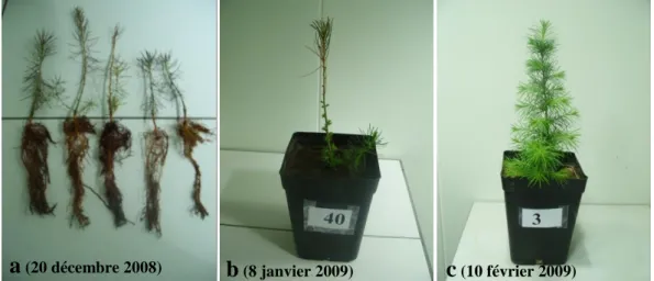 Figure 16 : Plants de mélèze :a) racines nues, b) débourrement des bourgeons, c) développement des  rameaux secondaires
