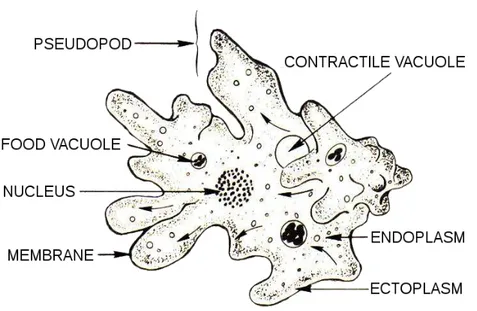Figure 1 :  Organisation cellulaire d’une amibe.   Les flèches représentent les pseudopodes,  les  vacuoles  contractiles  et  digestives,  le  noyau,  la  membrane  et  les  zones  constituant  l’endoplasme et l’ectoplasme.