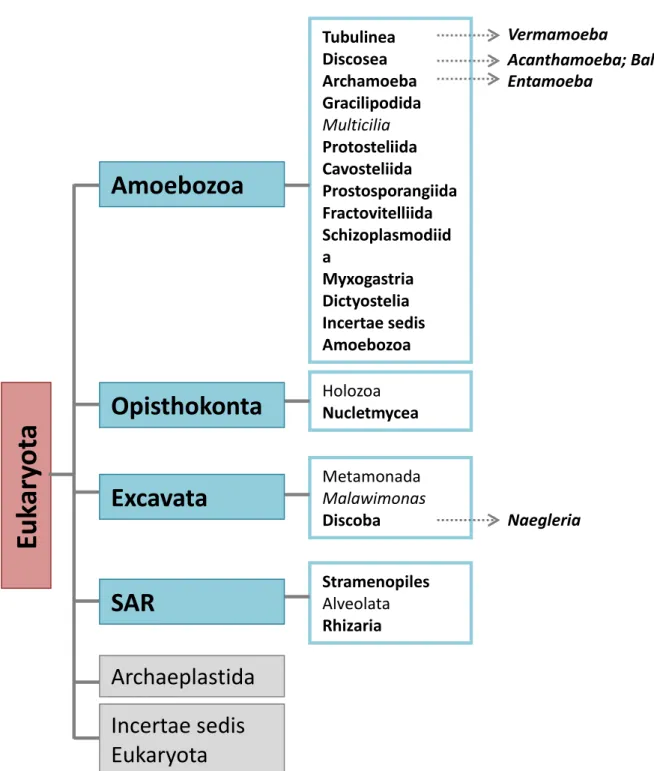 Figure  3  :  Classification  simplifiée  des  amibes  issues  de  «  la  classification  modifiée  des  eucaryotes »