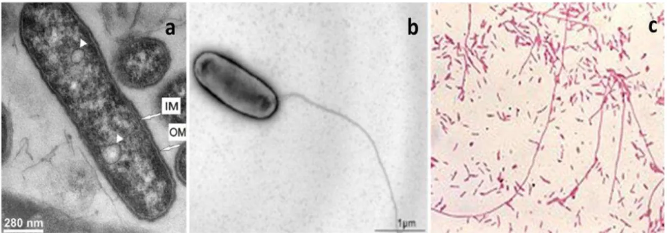 Figure  11  :  Différentes  représentations  de  L.  pneumophila .  (a)  coupe  transversale  de  L