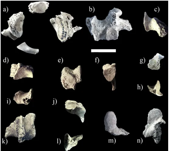 Fig. 3 Vertèbres adultes (échelle : 2 cm). a : atlas (AP/89-2-309), vue supérieure, b : fragment de lame de vertèbre thoracique (AP/89- (AP/89-2-288), c : fragment de vertèbre thoracique haute (AP/89-2-37974), d : fragment de lame (AP/89-2-37975), e : Frag
