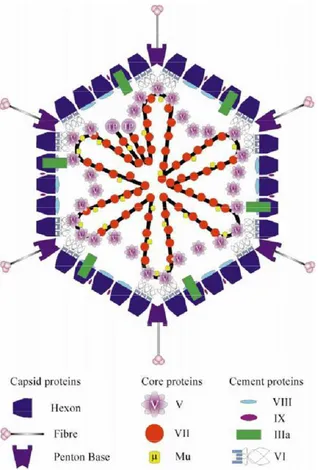 Figure 24 : Structure de la capside d'un adénovirus    (Russell, 2000)