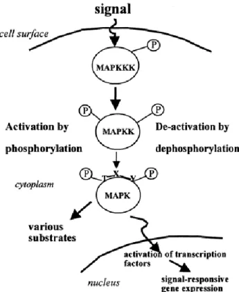 Figure 1 :  Représentation schématique d’une cascade de signalisation par voies MAPK  typique 