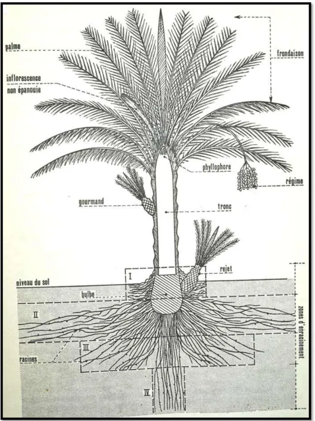 Fig. 02 : Un chéma présenté le palmier dattier (phoenix dactylifera). 