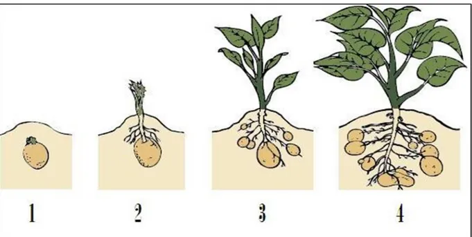 Figure N° 2 : Les stades de développement des plantes de pommes de terre tout au long de la  saison (FAO, 2008) 