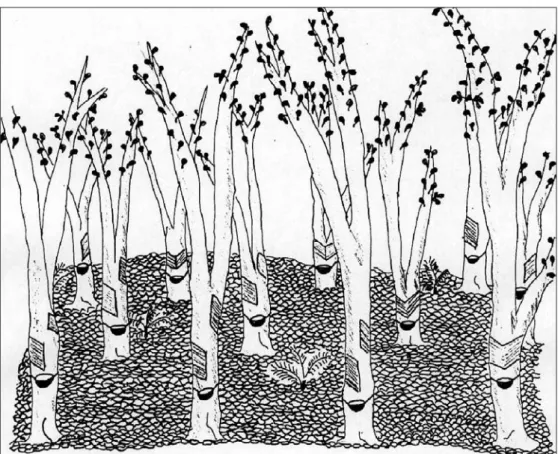 Fig. 5 : Les feuilles perdues par les hévéas en saison sèche s'entassent en une épaisse  litière à leurs pieds